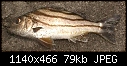 Philippine sea fish.jpg