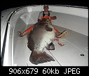 Click image for larger version

Name:	1 Grouper.jpg
Views:	3167
Size:	59.6 KB
ID:	856