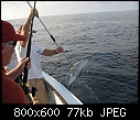 Click image for larger version

Name:	Amberjack.jpg
Views:	654
Size:	76.6 KB
ID:	261