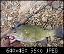 Click image for larger version

Name:	merrill_creek_smallie.jpg
Views:	840
Size:	96.2 KB
ID:	272