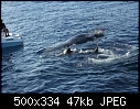 Click image for larger version

Name:	Tiger eating whale with size ref.jpg
Views:	738
Size:	46.5 KB
ID:	815