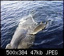 Click image for larger version

Name:	Tiger shark eating whale 2.jpg
Views:	755
Size:	46.8 KB
ID:	818