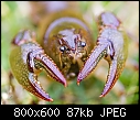 Click image for larger version

Name:	crawfish.jpg
Views:	685
Size:	87.2 KB
ID:	277