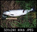 Click image for larger version

Name:	sockeye1.JPG
Views:	654
Size:	39.9 KB
ID:	335