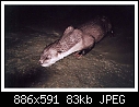 Click image for larger version

Name:	OTTER .jpg
Views:	280
Size:	83.3 KB
ID:	340