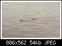 Click image for larger version

Name:	Swimming cobra1.jpg
Views:	293
Size:	53.8 KB
ID:	339